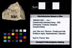 Foto (Objekt + Etikett) von Goniodromites bidentatus (Reuss, 1858)  (NHMW-GEO-1990-0041-2681)